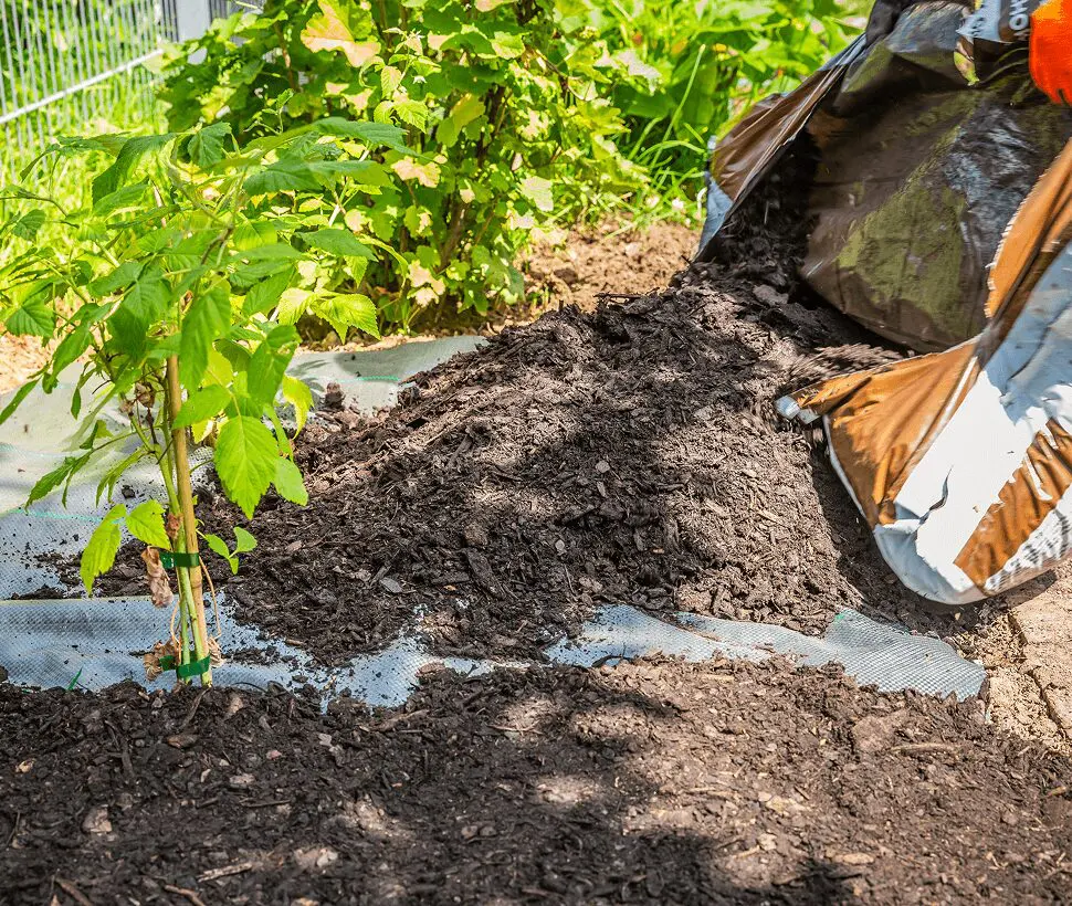 Mulch being spread around young plant outdoors.