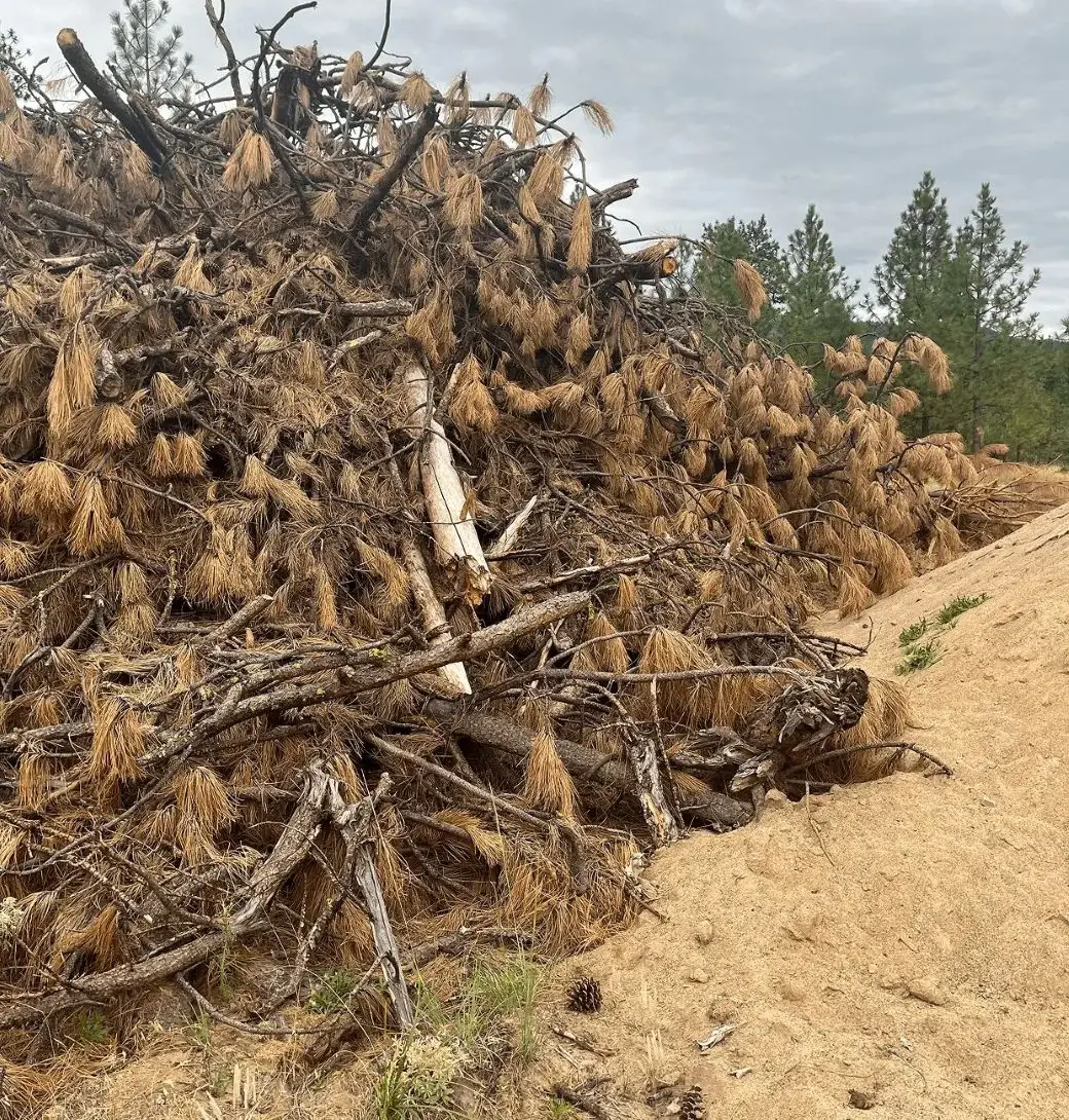 Dried pine branches piled on sandy soil